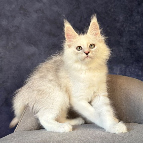 Maine Coon NOV Glen Ellen