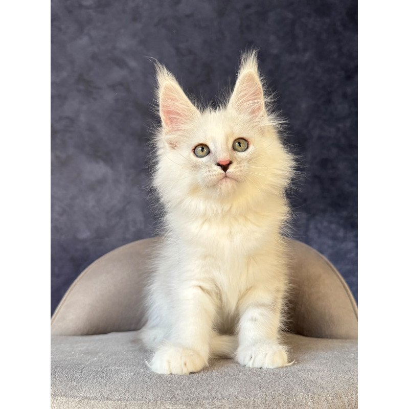 Maine Coon NOV Glen Ellen