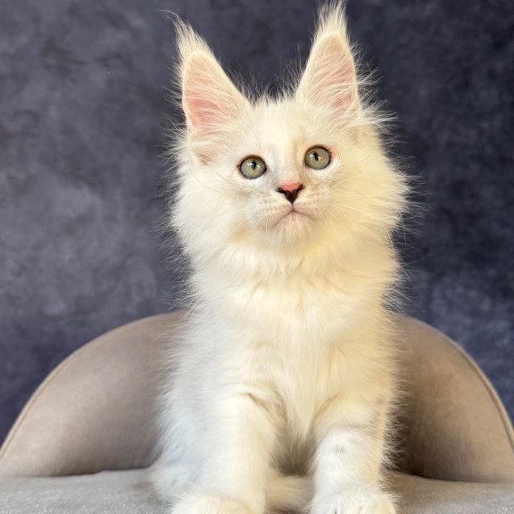Maine Coon NOV Glen Ellen