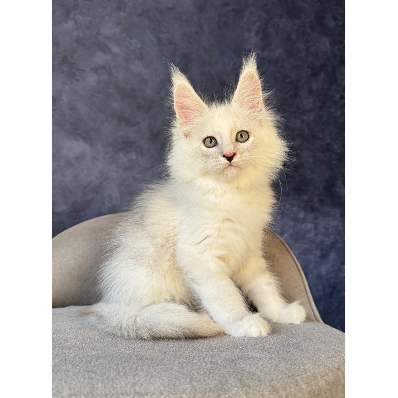 Maine Coon NOV Glen Ellen