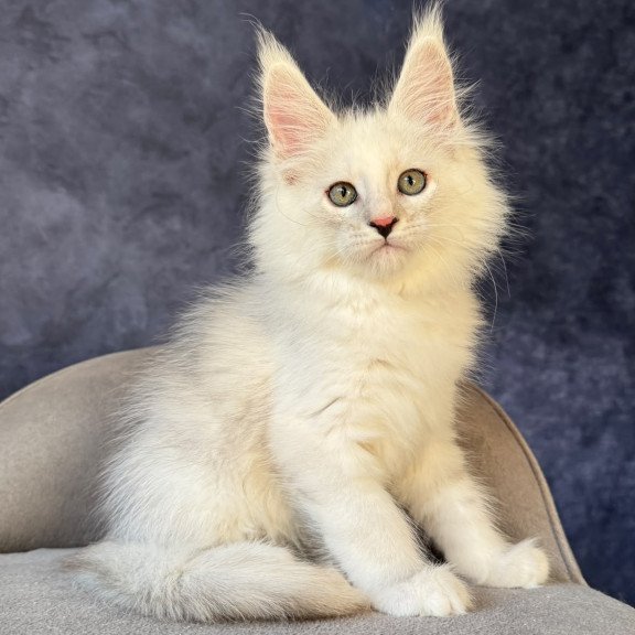 Maine Coon NOV Glen Ellen
