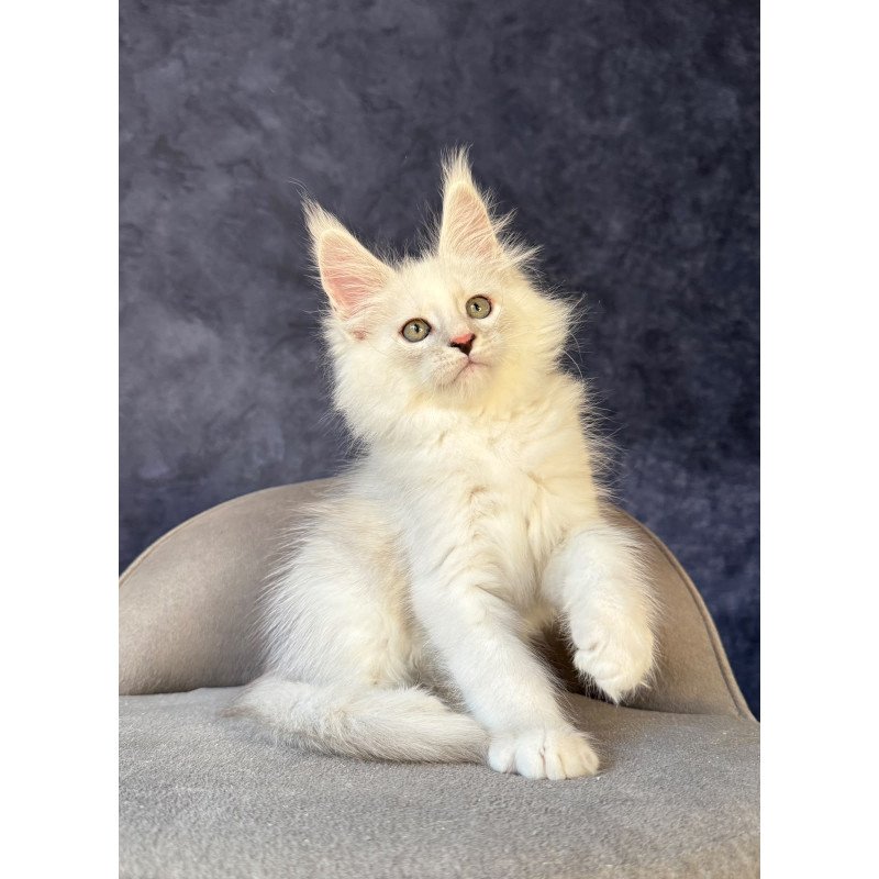 Maine Coon NOV Glen Ellen