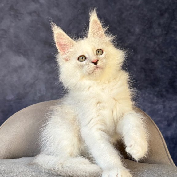 Maine Coon NOV Glen Ellen