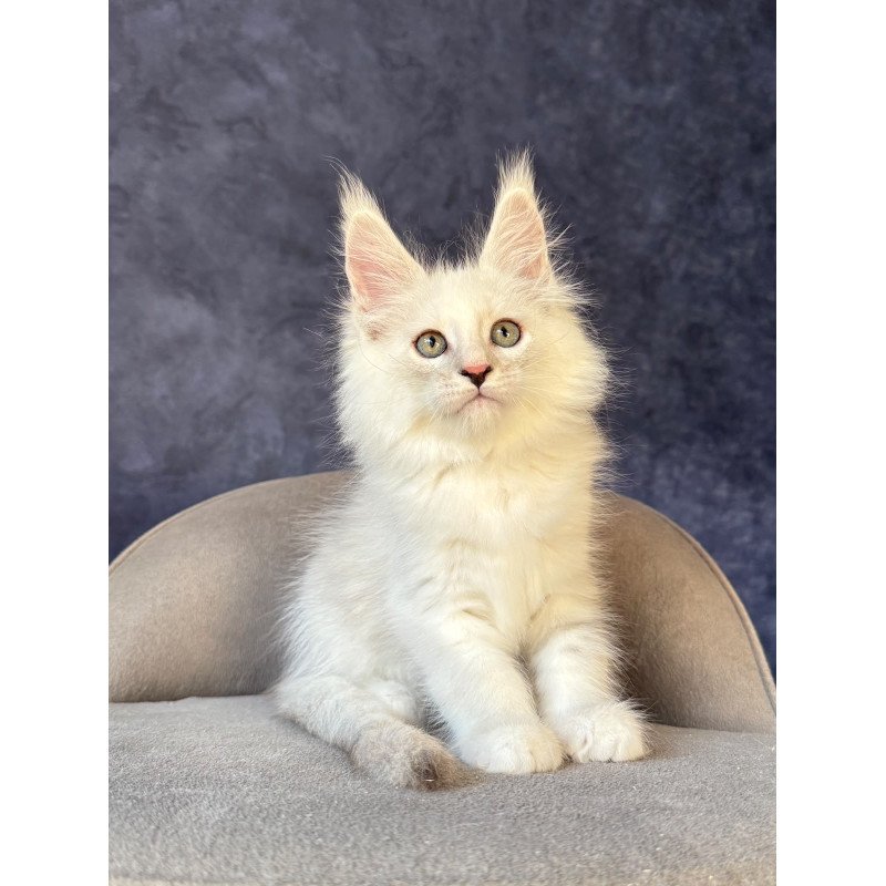 Maine Coon NOV Glen Ellen