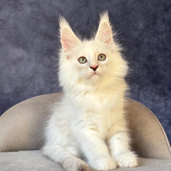 Maine Coon NOV Glen Ellen