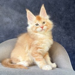 Maine Coon NOV Hamelin