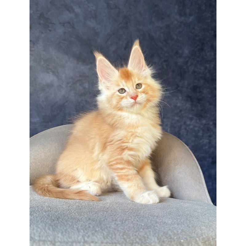 Maine Coon NOV Hamelin