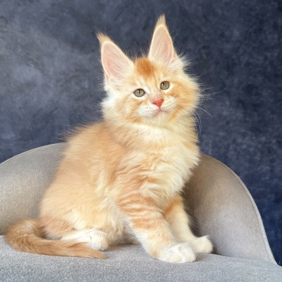 Maine Coon NOV Hamelin