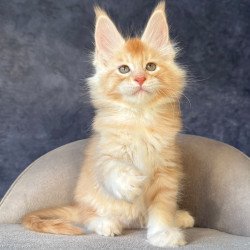 Maine Coon NOV Hamelin