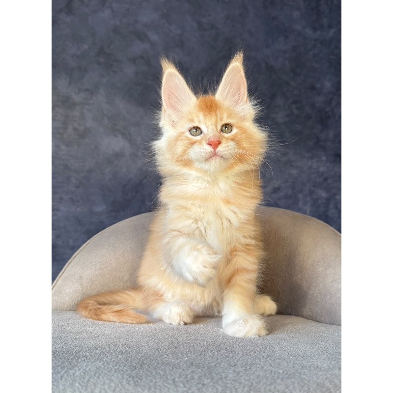 Maine Coon NOV Hamelin