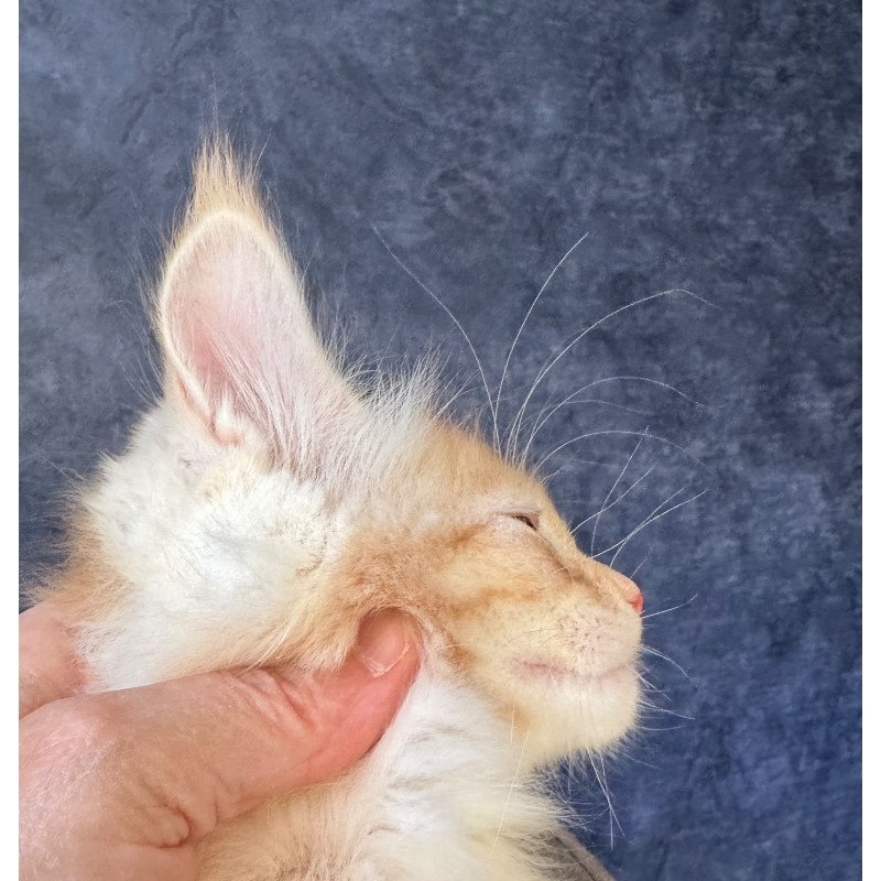Maine Coon NOV Hamelin