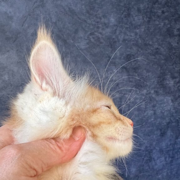 Maine Coon NOV Hamelin