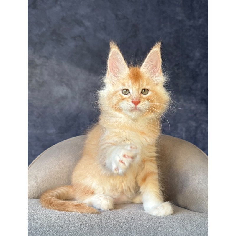 Maine Coon NOV Hamelin
