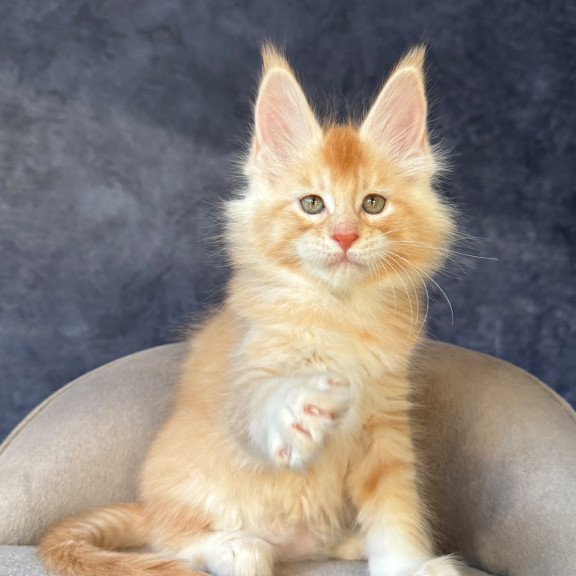 Maine Coon NOV Hamelin