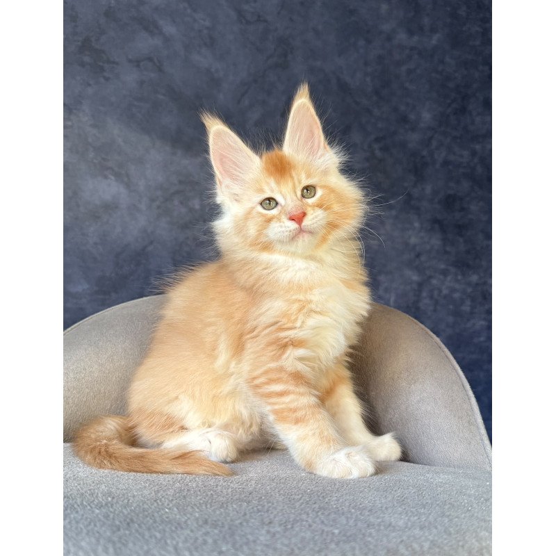Maine Coon NOV Hamelin