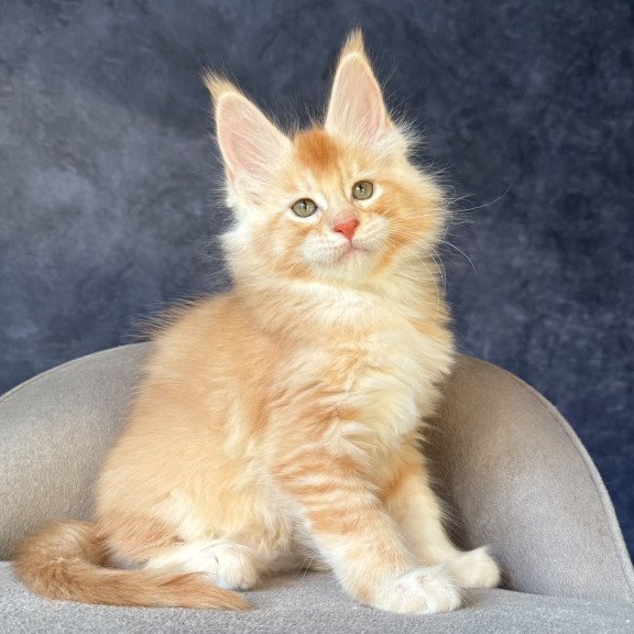 Maine Coon NOV Hamelin