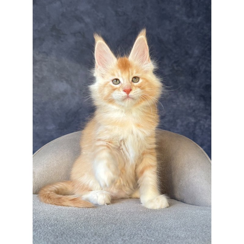 Maine Coon NOV Hamelin