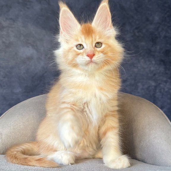 Maine Coon NOV Hamelin