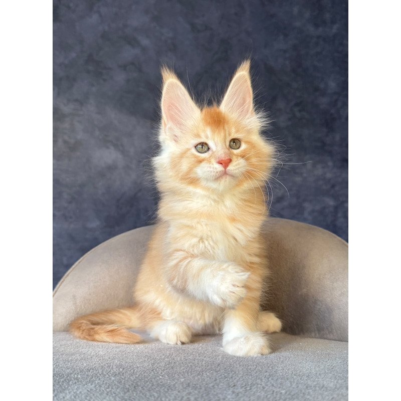 Maine Coon NOV Hamelin