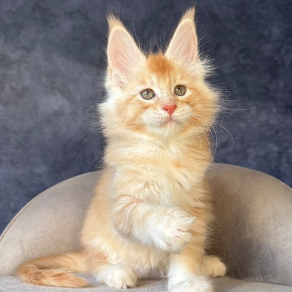 Maine Coon NOV Hamelin