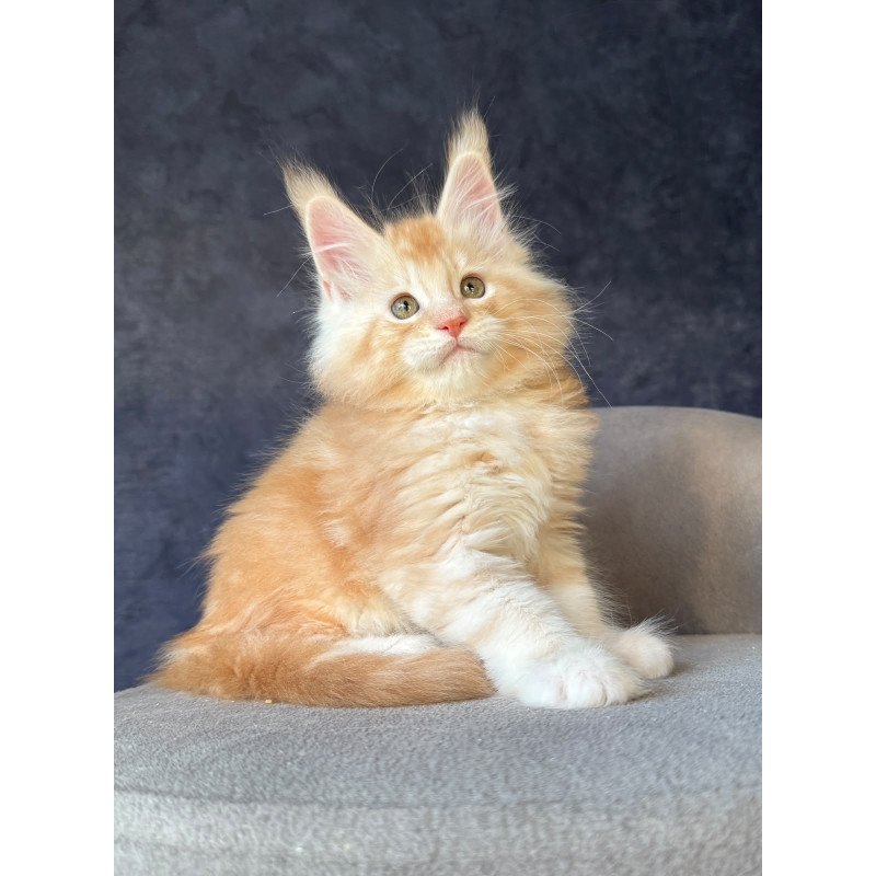 Maine Coon NOV Han-Solo