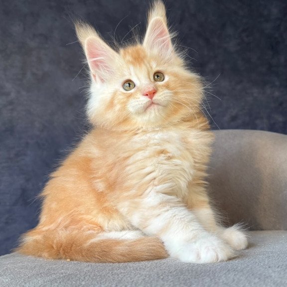 Maine Coon NOV Han-Solo