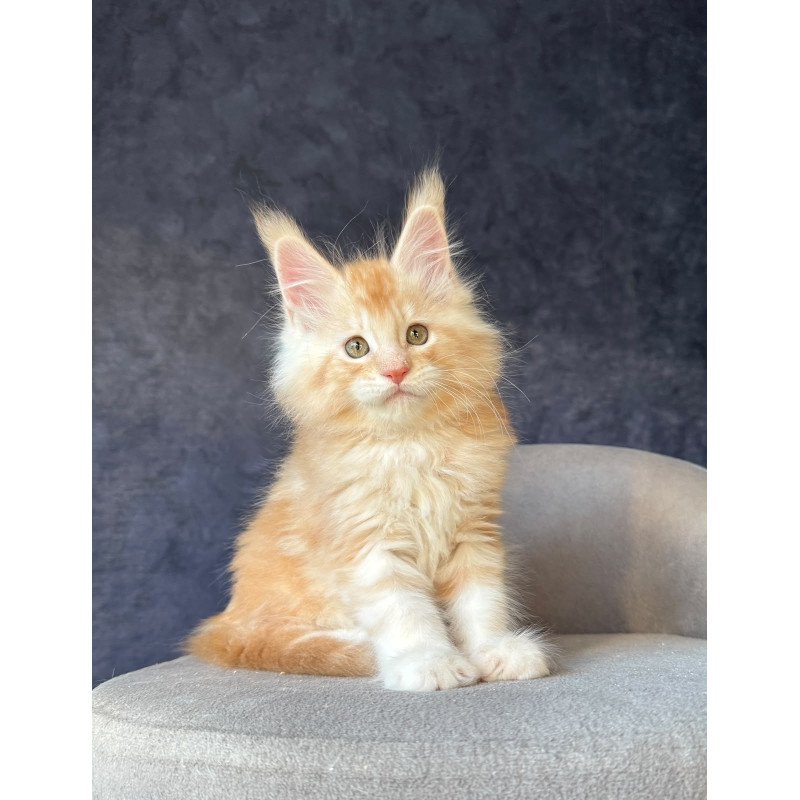 Maine Coon NOV Han-Solo