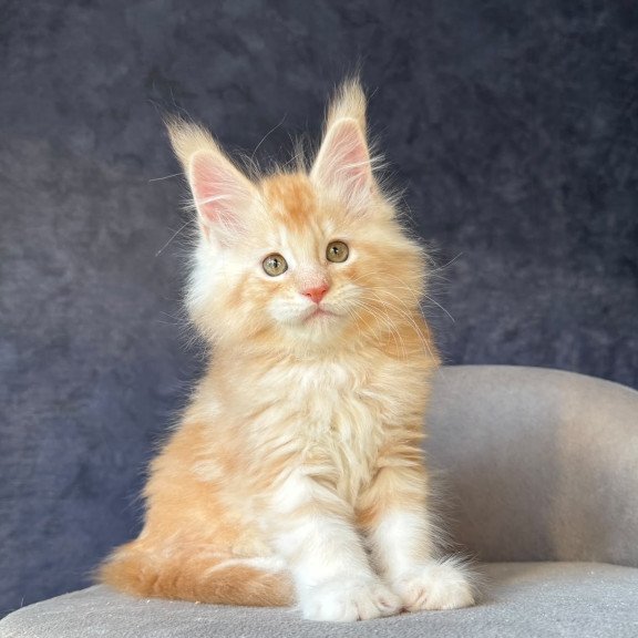 Maine Coon NOV Han-Solo