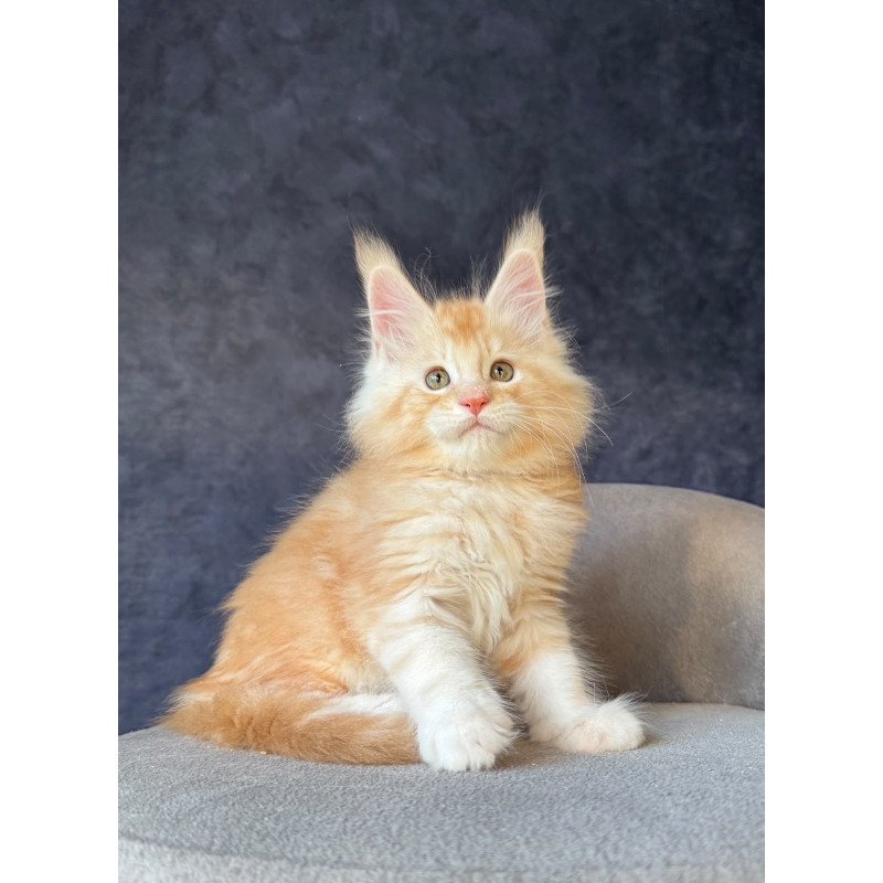 Maine Coon NOV Han-Solo
