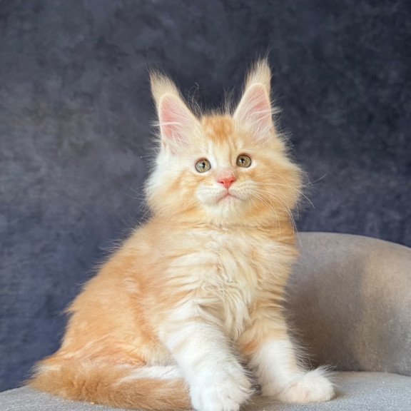 Maine Coon NOV Han-Solo