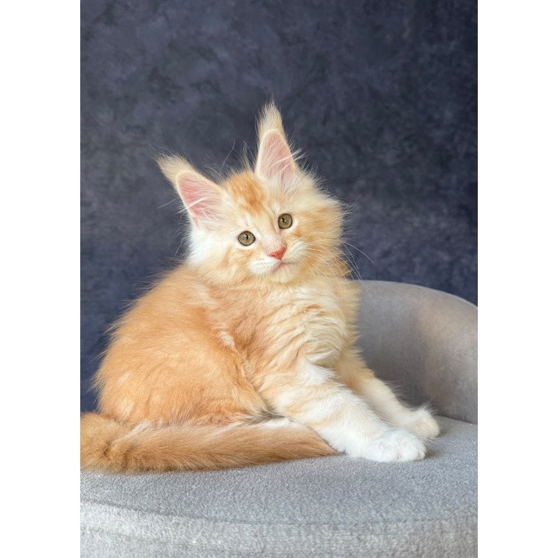 Maine Coon NOV Han-Solo