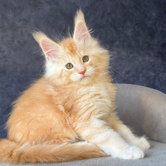 Maine Coon NOV Han-Solo