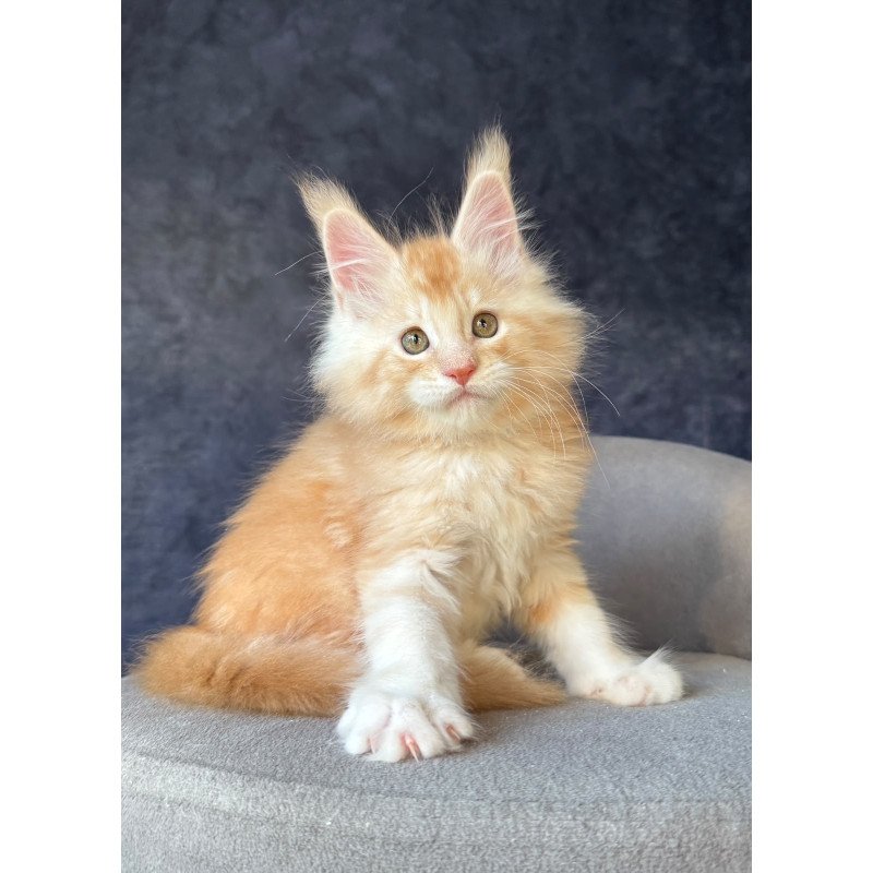 Maine Coon NOV Han-Solo