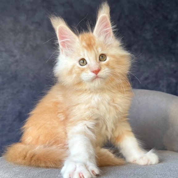 Maine Coon NOV Han-Solo