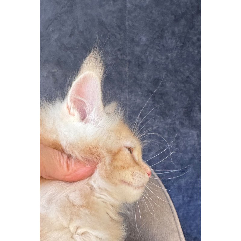 Maine Coon NOV Han-Solo