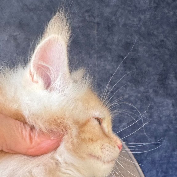Maine Coon NOV Han-Solo