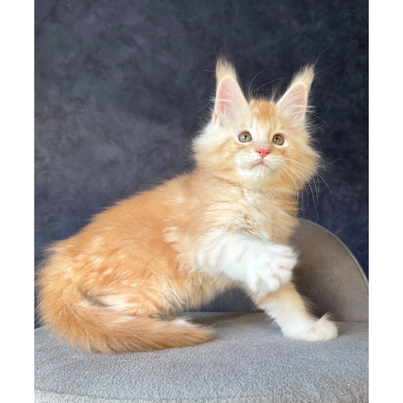 Maine Coon NOV Han-Solo