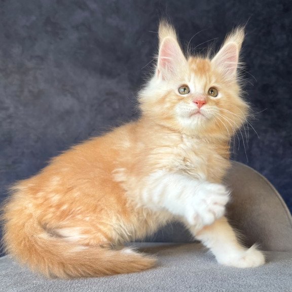 Maine Coon NOV Han-Solo