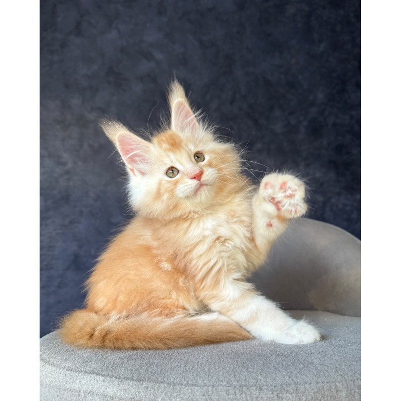 Maine Coon NOV Han-Solo