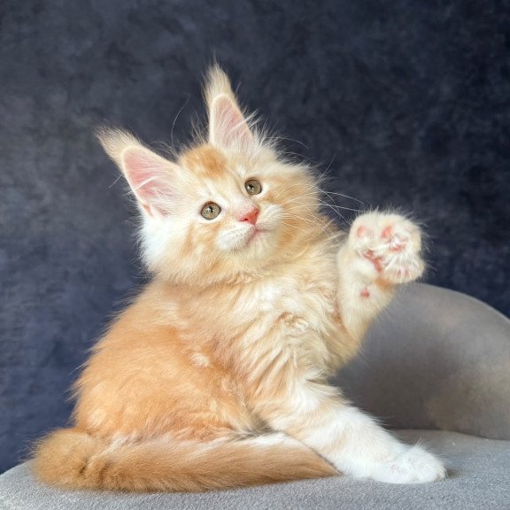 Maine Coon NOV Han-Solo