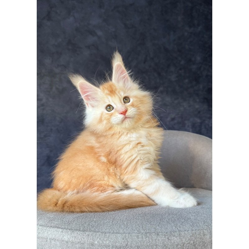 Maine Coon NOV Han-Solo
