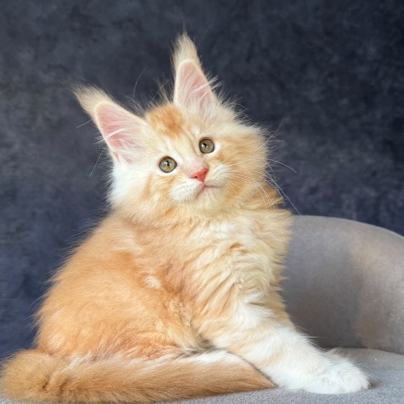 Maine Coon NOV Han-Solo