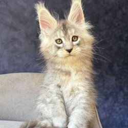 Maine Coon NOV Igmoo Kipper