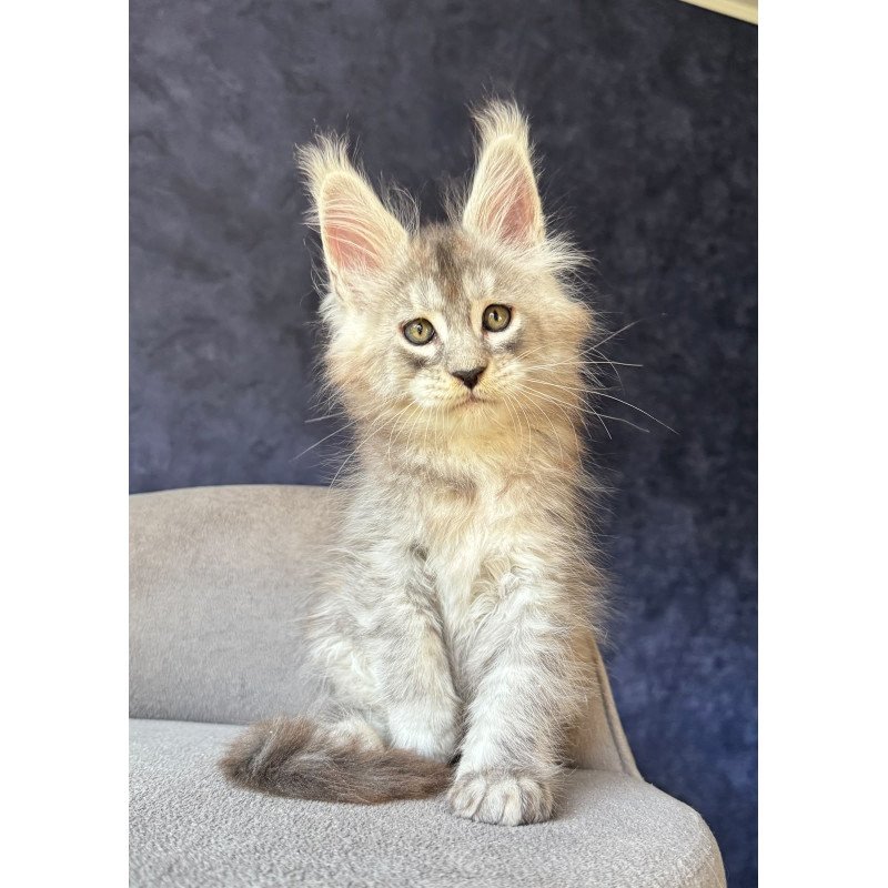 Maine Coon NOV Igmoo Kipper