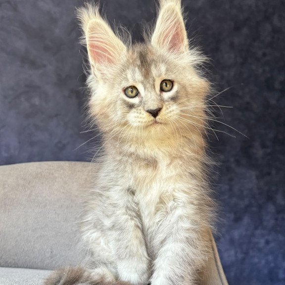Maine Coon NOV Igmoo Kipper