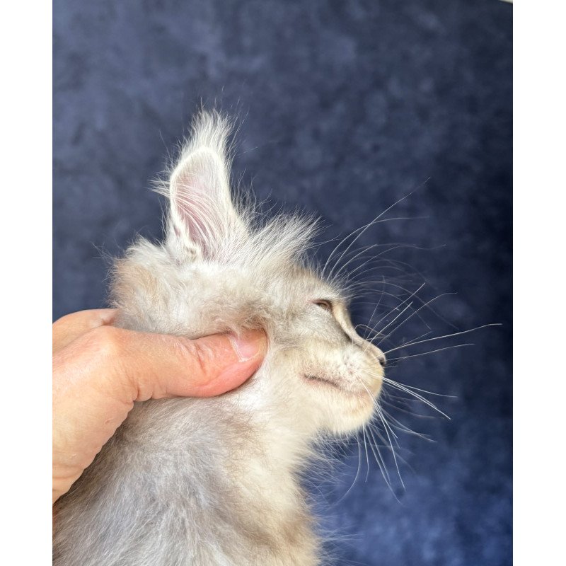 Maine Coon NOV Igmoo Kipper