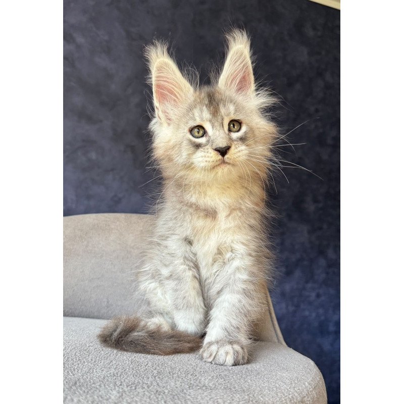 Maine Coon NOV Igmoo Kipper