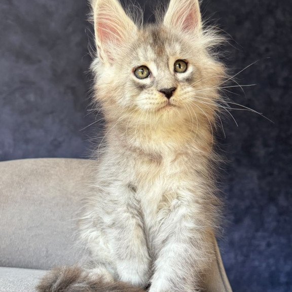 Maine Coon NOV Igmoo Kipper