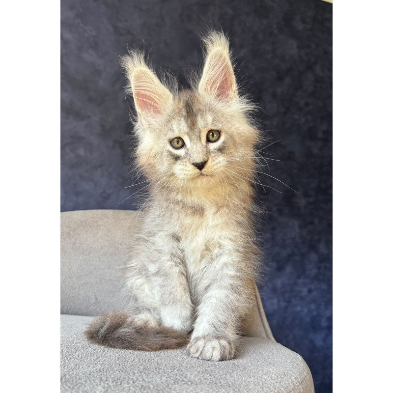 Maine Coon NOV Igmoo Kipper