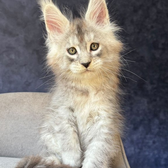 Maine Coon NOV Igmoo Kipper